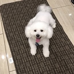 My Happy Bichon Frise! My Happy Bichon Frise!