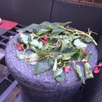 Paintrite Pros - Damaged Plants - Painters Near Me - Elk Grove, California Paintrite Pros - Damaged Plants - Painters Near Me - Elk Grove, California