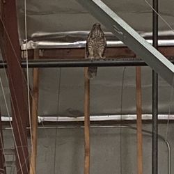 Pacific Coast Animal Control - Hawk stuck in warehouse