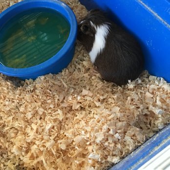 Gaby's pet sales - Guinea pigs - Pet Stores Near Me - Fontana, California Gaby's pet sales - Guinea pigs - Pet Stores Near Me - Fontana, California