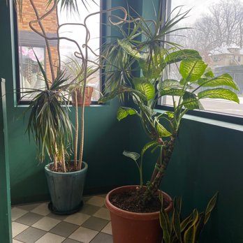 Gaia House Cafe - Cute plants - Vegetarian Near Me - Grand Rapids, Michigan Gaia House Cafe - Cute plants - Vegetarian Near Me - Grand Rapids, Michigan