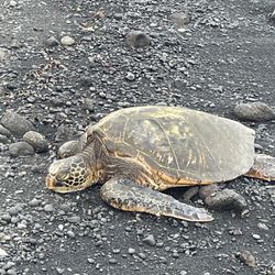 Sea turtle on the black sand beach!