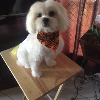 The Dogsmith - Bentley - Pet Groomers Near Me - Palmdale, California The Dogsmith - Bentley - Pet Groomers Near Me - Palmdale, California