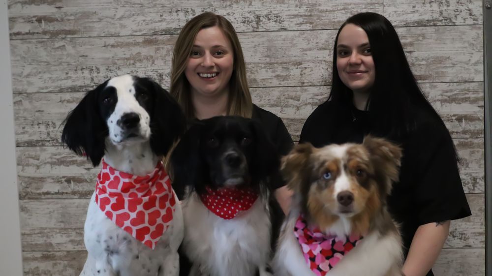 MAELEY’S DOG SPA 12911 Crooked Lake Blvd NW, Minneapolis, Minnesota