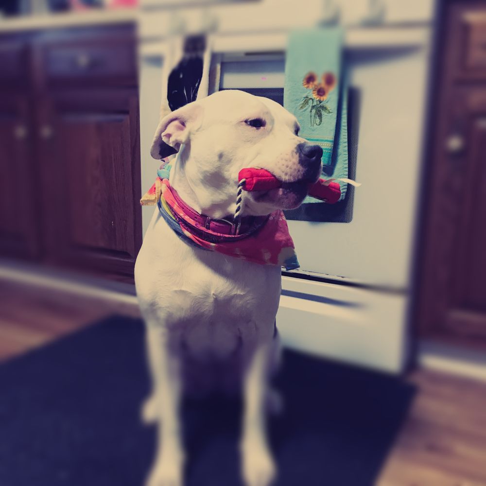 Adopt A Pit Rescue - Pet Adoption Near Me