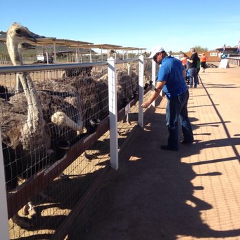Rooster Cogburn Ostrich Ranch - Petting Zoos Near Me - Picacho, Arizona Rooster Cogburn Ostrich Ranch - Petting Zoos Near Me - Picacho, Arizona