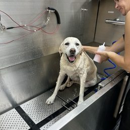 Warm water and lots of suds = Happy Scout! Warm water and lots of suds = Happy Scout!