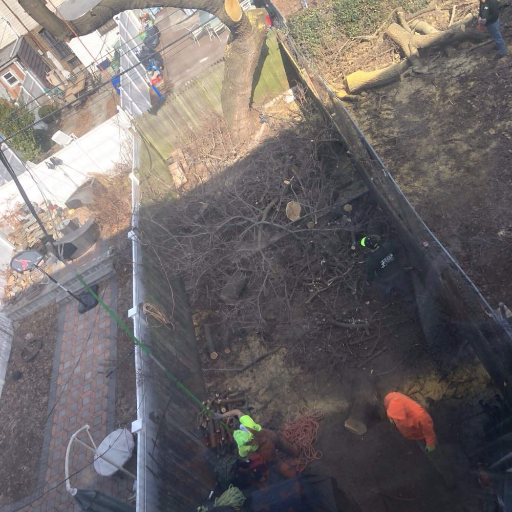 Tarzan Tree Removal - Tree Services Near Me Tarzan Tree Removal - Tree Services Near Me