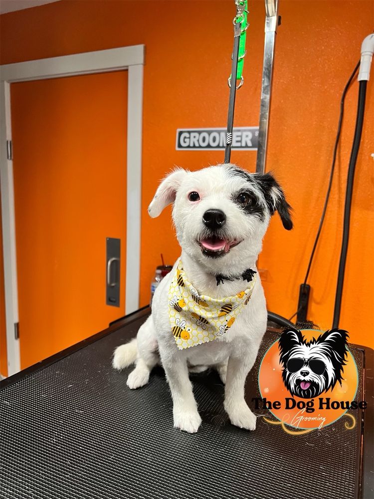 THE DOG HOUSE GROOMING Updated August 2024 26 Photos 245 N M St