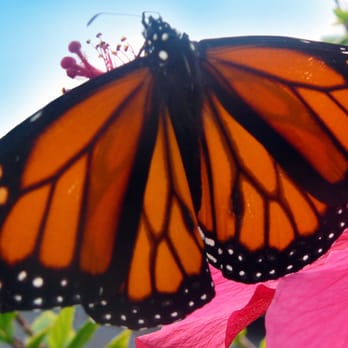 Intuitive Trance-Formations - Intuitive Trance-Formations - Life Coach Near Me - Downey, California Intuitive Trance-Formations - Intuitive Trance-Formations - Life Coach Near Me - Downey, California