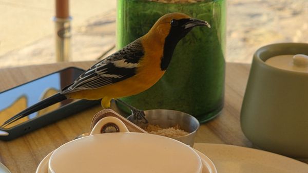 Don Manuel's by null