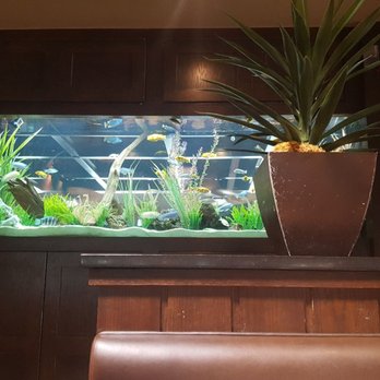 Cheddar's Scratch Kitchen - Fish tank - American Near Me - Orlando, Florida Cheddar's Scratch Kitchen - Fish tank - American Near Me - Orlando, Florida