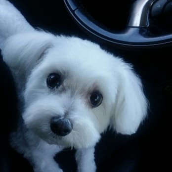 Grubby Dogs - Pet Groomers Near Me - Murrieta, California