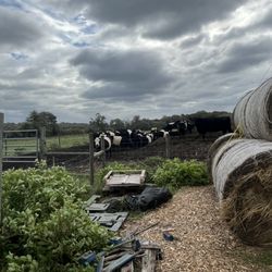 Windmist Farm