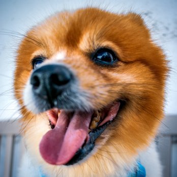 AMA Animal Rescue - Community Service/Non-Profit Near Me - Brooklyn, New York AMA Animal Rescue - Community Service/Non-Profit Near Me - Brooklyn, New York