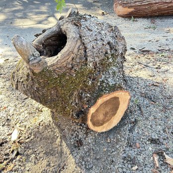 J & J Tree Service - Tree Services Near Me