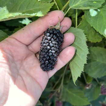 Boones Ferry Berry Farm - Columbia Giant Blackberries - Farmers Market Near Me - Hubbard, Oregon Boones Ferry Berry Farm - Columbia Giant Blackberries - Farmers Market Near Me - Hubbard, Oregon