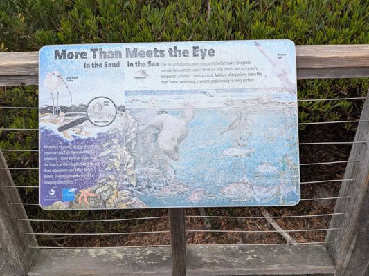 Carmel Beach by null