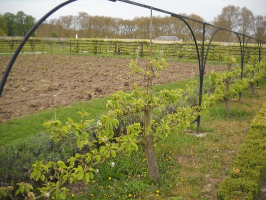 Potager du Roi by null