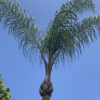 Miguel Tree Service - After photos of our Palm Trees. - Tree Services Near Me Miguel Tree Service - After photos of our Palm Trees. - Tree Services Near Me