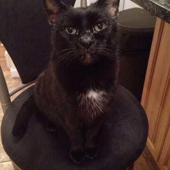 Furry PAL - Captain Tickles Sniffles aka Ticky aka Cici. - Dog Walkers Near Me