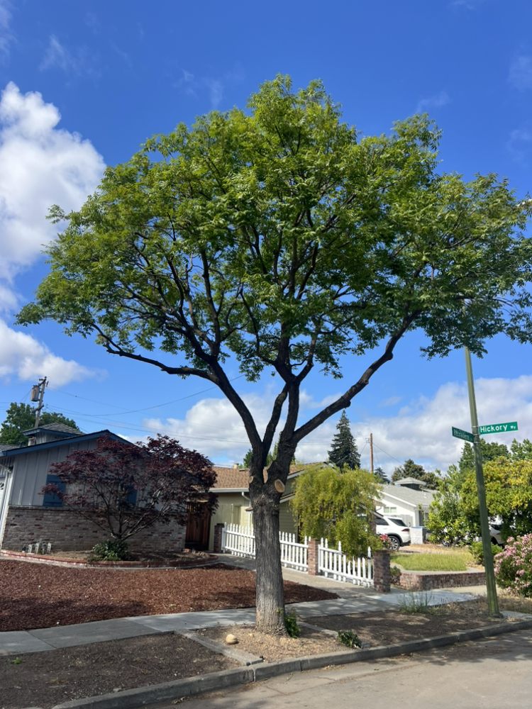 Mendoza's Professional Tree Service - tree service in San Jose, CA