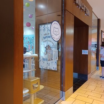 Mini Cat Town - Pet Adoption Near Me - Pleasanton, California Mini Cat Town - Pet Adoption Near Me - Pleasanton, California