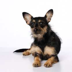 Wagging Dog Rescue - Cora - Adopted from Wagging Dog Rescue.