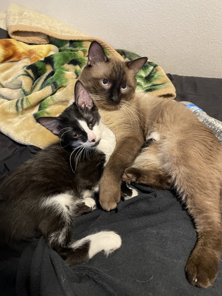 5 Star Sitters - pet boarding facility in El Paso, TX