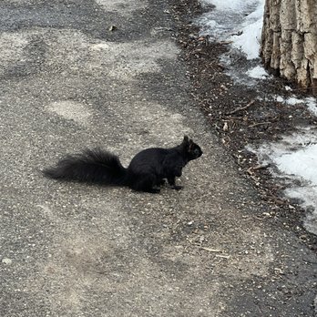 Prince's Island Park - Black Squirrel - Parks Near Me - Calgary, Alberta
