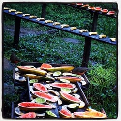 Parque da Aclimação - Os funcionários do parque mantêm um canteiro com frutas para que os pássaros possam pousar e comer.