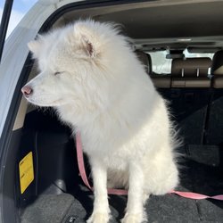 Pampered Paws Grooming - Proof my dog was not in horrible shape she was just there before the holidays