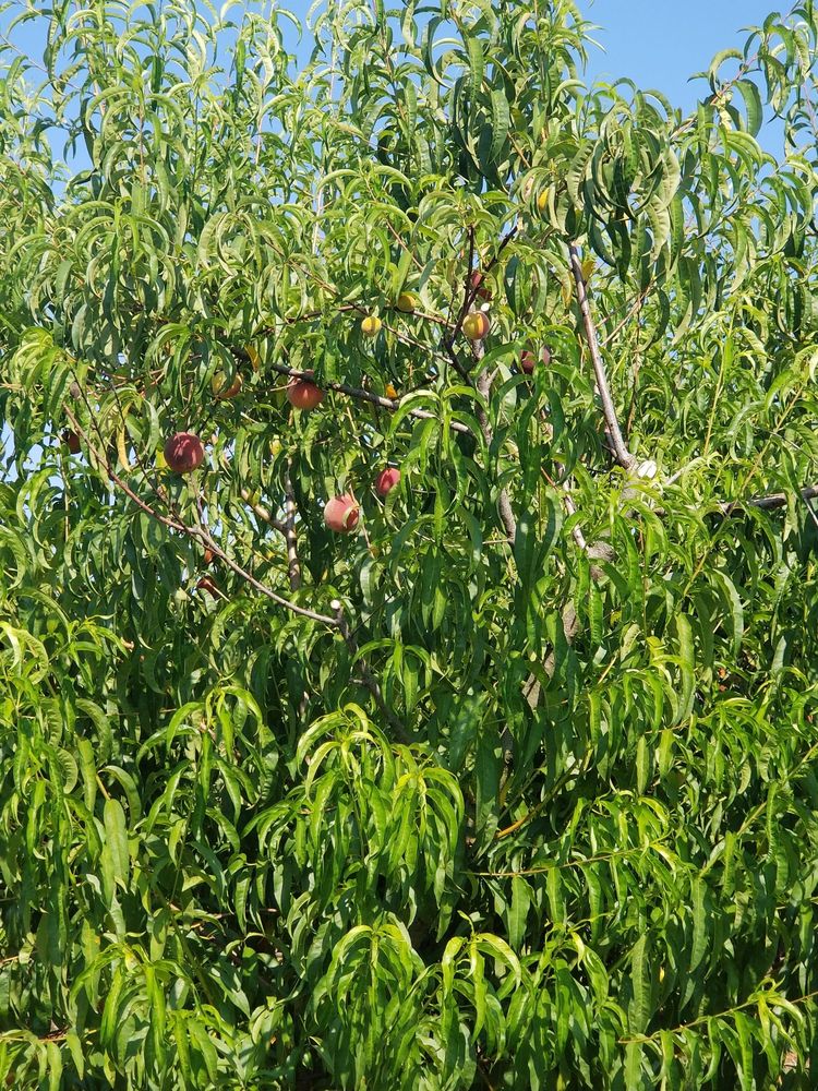 SUZANNE’S FRUIT FARM Updated August 2024 77 Peach Ct, Hampton