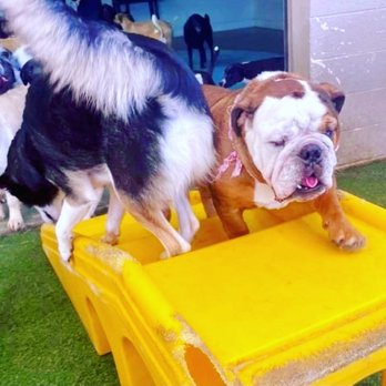 Chandler Dogs 24/7 - King of the Mountain! - Pet Boarding Near Me - Chandler, Arizona