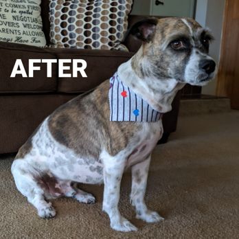 Royal Pets - After Jasmina worked her magic - Pet Groomers Near Me