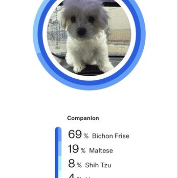 Pet World - Shows what breed the puppy is. And she is not a maltipoo at all. - Pet Stores Near Me - Auburndale, Florida Pet World - Shows what breed the puppy is. And she is not a maltipoo at all. - Pet Stores Near Me - Auburndale, Florida