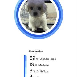 Pet World - Shows what breed the puppy is.  And she is not a maltipoo at all.