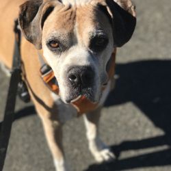 Your Darling Pets - Kalsang loves going on his walks