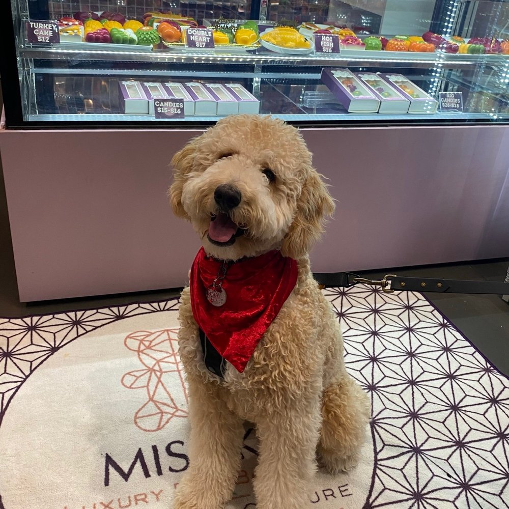 Mishka - Pet Stores Near Me - San Francisco, California Mishka - Pet Stores Near Me - San Francisco, California