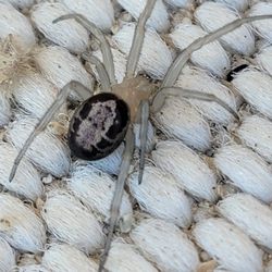 Agua Caliente Park - Spider across the carpet