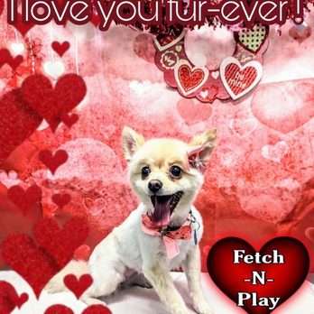 Fetch-N-Play - After the groomers - Pet Boarding Near Me - ONTARIO, California Fetch-N-Play - After the groomers - Pet Boarding Near Me - ONTARIO, California