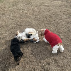 Almost Home Pet Retreat - Play time!