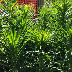 Swamp Rose Co-op - Dense blazingstar (Liatris spicata)