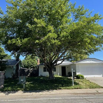 All Seasons Tree Service - Mulberry tree after - Tree Services Near Me All Seasons Tree Service - Mulberry tree after - Tree Services Near Me