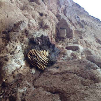Camelback Mountain - Relatively inactive beehive near the trail - Parks Near Me - Phoenix, Arizona