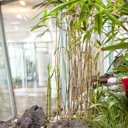 Bikram Yoga - Yoga-Garten