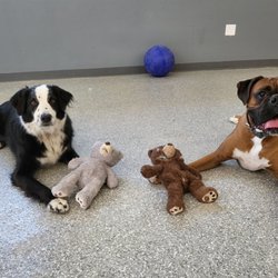 Best Friend Forever K9