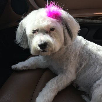 Carol's Pet Grooming - Bella looking very French with her pink feather bow. - Pet Groomers Near Me Carol's Pet Grooming - Bella looking very French with her pink feather bow. - Pet Groomers Near Me