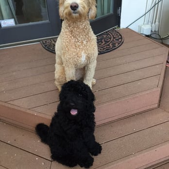 Sierra Vista Labradoodles & Goldendoodles - Hunter a goldendoodle and Duke the black labordoodle. - Pet Breeders Near Me