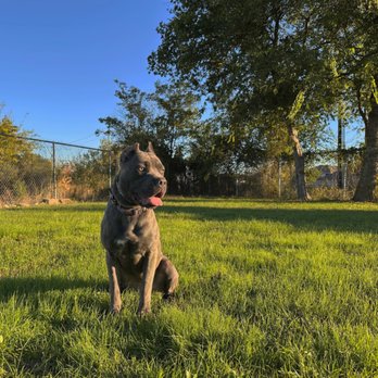 Tandem Canines Pet Resort - dog basking in the golden hour in the training field - Pet Training Near Me - San Antonio, Texas Tandem Canines Pet Resort - dog basking in the golden hour in the training field - Pet Training Near Me - San Antonio, Texas